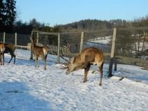 Skalni_a_Vikantice_077